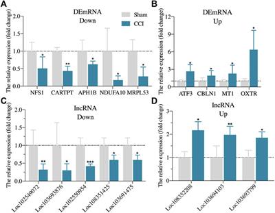 Transcriptome Profiles of IncRNA and mRNA Highlight the Role of Ferroptosis in Chronic Neuropathic Pain With Memory Impairment